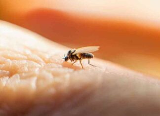 Oropouche Virus Outbreak: Alert for Latin America news-06082024-100237