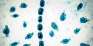 Valley Fever Outbreak at California Music Festival Raises Concerns for Public Health Safety news-08082024-222908