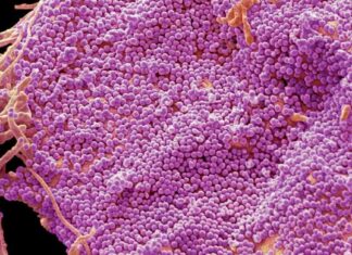 Target: Identifying a potential therapy for H.I.V. based on an engineered virusNew Title: Engineered Virus Offers Promising H.I.V. Therapy Option news-08082024-223218