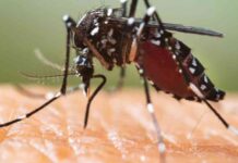 Protect Yourself: West Nile Death in Texas Sparks Mosquito Warning news-08082024-223241
