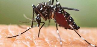 Protect Yourself: West Nile Death in Texas Sparks Mosquito Warning news-08082024-223241