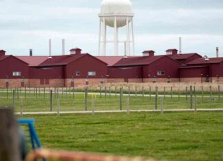 Preventing Bird Flu Outbreak in US Dairy Cows: Iowa Scientists’ Efforts news-23082024-230148