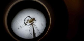 Understanding West Nile Virus: Dr. Anthony Fauci’s Hospitalization Explained news-24082024-230141