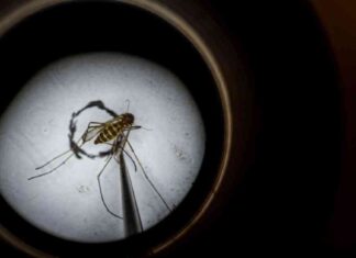 Understanding West Nile Virus: Dr. Anthony Fauci’s Hospitalization Explained news-24082024-230141