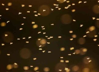 Understanding West Nile Virus: Key Information and Facts news-25082024-110455