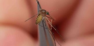 Deadly Eastern Equine Encephalitis Case Discovered in Massachusetts – First Human Case Since 2020 news-26082024-231405