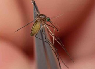 Deadly Eastern Equine Encephalitis Case Discovered in Massachusetts – First Human Case Since 2020 news-26082024-231405