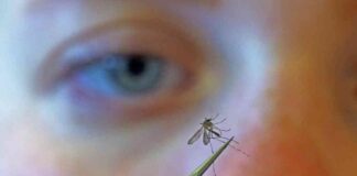 Understanding the Differences Between EEE, West Nile, and Malaria: A Guide to Mosquito-Borne Diseases news-26082024-231436