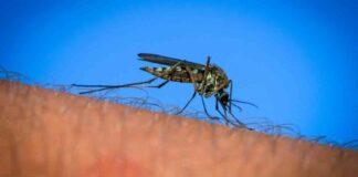 Fatal Case of EEE Virus in New Hampshire Resident news-27082024-232258