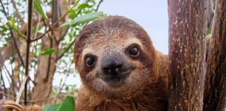 Sloth Fever: Understanding the Oropouche Virus in the US news-28082024-233502