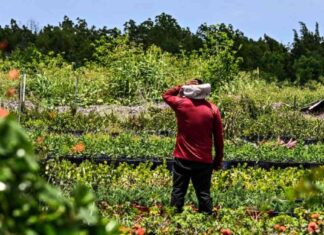 Early Heatstroke Detection Sensors for Farmworkers: A Groundbreaking Experiment news-30082024-234113