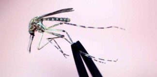 Deadly EEEV Virus Claims Life of New Hampshire Resident news-30082024-234405