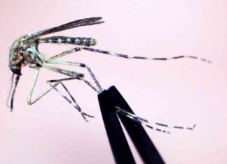 Deadly EEEV Virus Claims Life of New Hampshire Resident news-30082024-234405