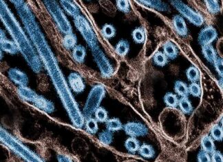 Mysterious Cause of Missouri H5 Bird Flu Case Stumps CDC news-12092024-205421