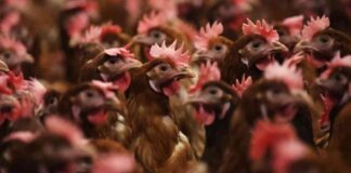 CDC Investigates Bird Flu Infection in Missouri Patient news-13092024-030744