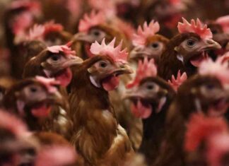 CDC Investigates Bird Flu Infection in Missouri Patient news-13092024-030744