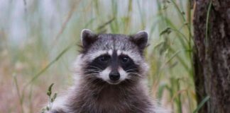 Raccoon Roundworm Infections in Los Angeles County: Health Officials Issue Warning news-20092024-072817