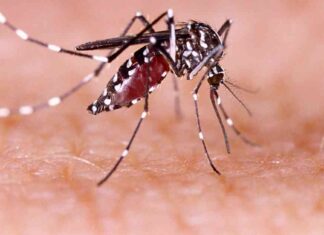 Dengue Fever Cluster in Los Angeles County: Local Mosquito Transmission news-20092024-184516