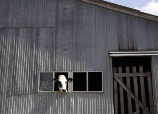 Missouri Bird Flu Case: Second Health Care Worker Shows Respiratory Symptoms news-21092024-072627