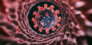 COVID Variant XEC Spreads to Half of US States: Latest Updates news-21092024-072741