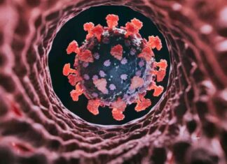 COVID Variant XEC Spreads to Half of US States: Latest Updates news-21092024-072741