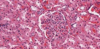 FDA Approves First Drug for Rare Neuron Disease Niemann-Pick Type C news-22092024-090231