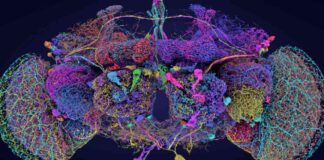 Mapping the Intricate Brain of a Fruit Fly: Neuroscientists Amazed news-02102024-183129