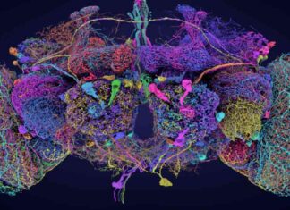 Mapping the Intricate Brain of a Fruit Fly: Neuroscientists Amazed news-02102024-183129