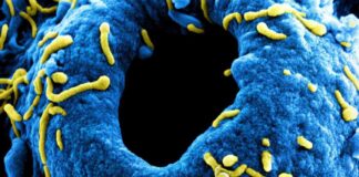 Combatting Marburg Outbreak: Rwanda to Receive Experimental Vaccines and Therapeutics news-05102024-032408