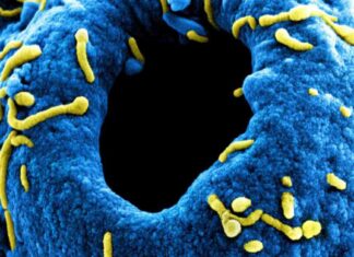 Combatting Marburg Outbreak: Rwanda to Receive Experimental Vaccines and Therapeutics news-05102024-032408