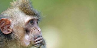 Investigation Launched into Charles River’s Research Monkey Shipments to Canada news-29102024-104855