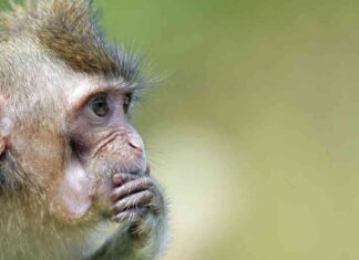 Investigation Launched into Charles River’s Research Monkey Shipments to Canada news-29102024-104855