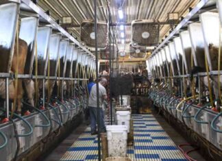 Undetected Bird Flu Infections in Farmworkers: Study Reveals Risk news-07112024-215411