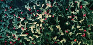 New MPOX Strain Detected in California – First U.S. Case news-17112024-001110