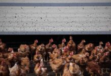 Mutations in H5N1 Bird Flu Virus in Canadian Teenager Highlight Risk news-19112024-061756