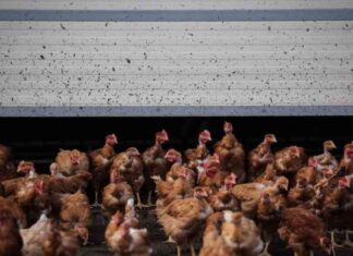 Mutations in H5N1 Bird Flu Virus in Canadian Teenager Highlight Risk news-19112024-061756