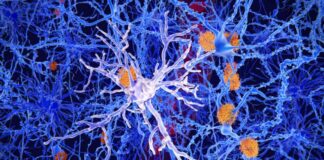 Title: Analysis of Alector Therapeutics’ Alzheimer’s Treatment Failure in Phase 2 Study news-26112024-054957