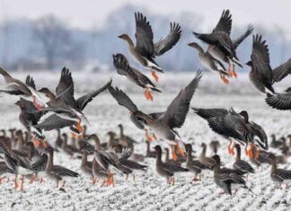 Mysterious Bird Flu Case in British Columbia: What We Know So Far news-30112024-123734