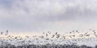 First Severe Case of H5N1 Bird Flu Confirmed by CDC in the U.S. first-severe-case-of-h5n1-bird-flu-confirmed-by-cdc-in-the-us