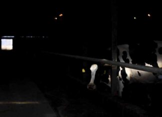 Investigating the Mildness of U.S. Bird Flu Cases: Scientists’ Mystery news-02122024-152130