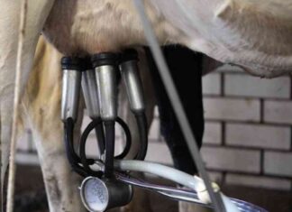 USDA National Milk Testing Program to Track H5N1 Flu Outbreak in Cows usda-national-milk-testing-program-to-track-h5n1-flu-outbreak-in-cows