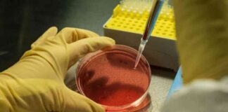 Potential of Personalized Cancer Vaccine in Treating Kidney Cancer potential-of-personalized-cancer-vaccine-in-treating-kidney-cancer