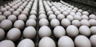 Trump’s Administration Targets Bird Flu, Delaying Cattle Response trumps-administration-targets-bird-flu-delaying-cattle-response