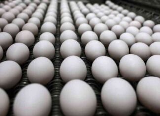 Trump’s Administration Targets Bird Flu, Delaying Cattle Response trumps-administration-targets-bird-flu-delaying-cattle-response