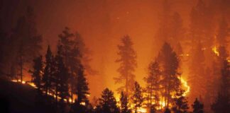 Wildfire Safety Tips: Protect Yourself and Your Home wildfire-safety-tips-protect-yourself-and-your-home