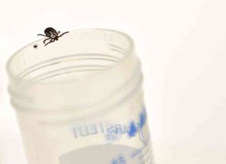 Unraveling the Mystery of Persistent Lyme Disease: Antibiotic Prescription Insights unraveling-the-mystery-of-persistent-lyme-disease-antibiotic-prescription-nsights