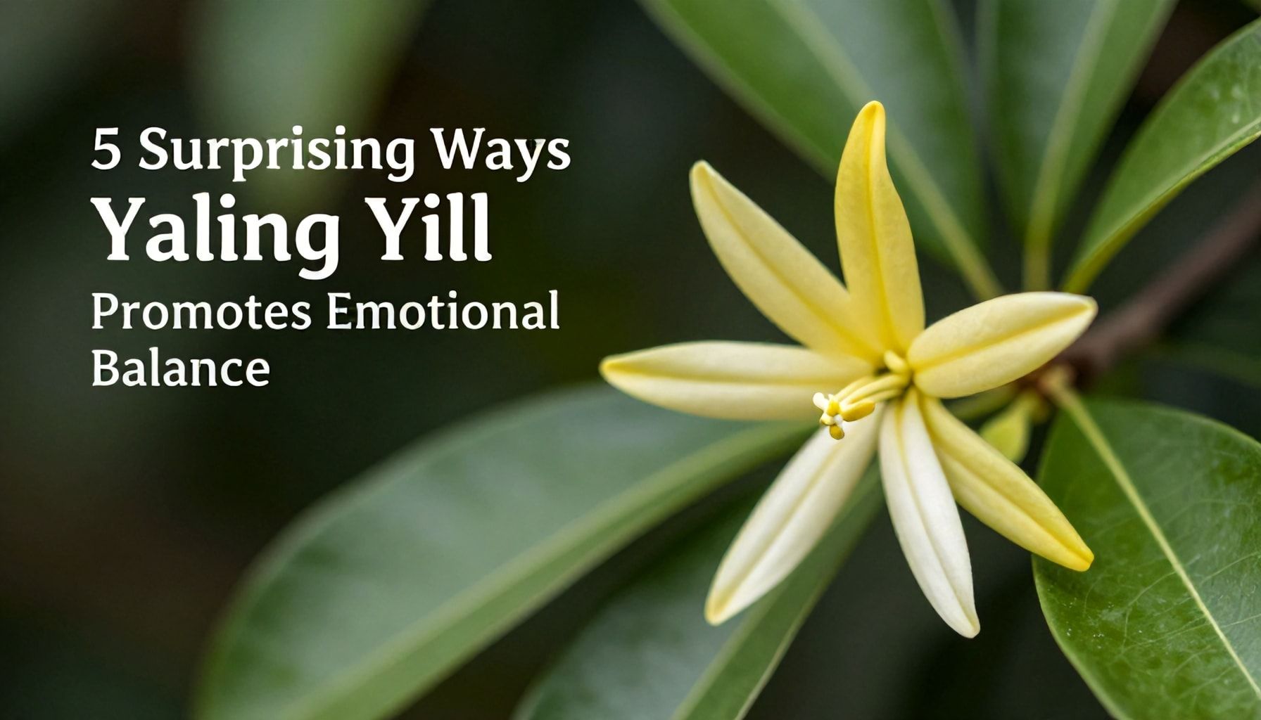 5 Surprising Ways Ylang Ylang Promotes Emotional Balance*