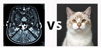 Cat Scan vs MRI: Which Imaging Test Is Right for You?