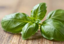 Unlock Fresh Basil’s Versatile Flavors and Health Benefits