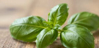 Unlock Fresh Basil’s Versatile Flavors and Health Benefits